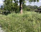 Der Wild- und Honigbienengarten in voller Blüte 
˜ Bildnachweis: Hübotter