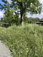 Der Wild- und Honigbienengarten in voller Blüte 
&tilde; Bildnachweis: Hübotter