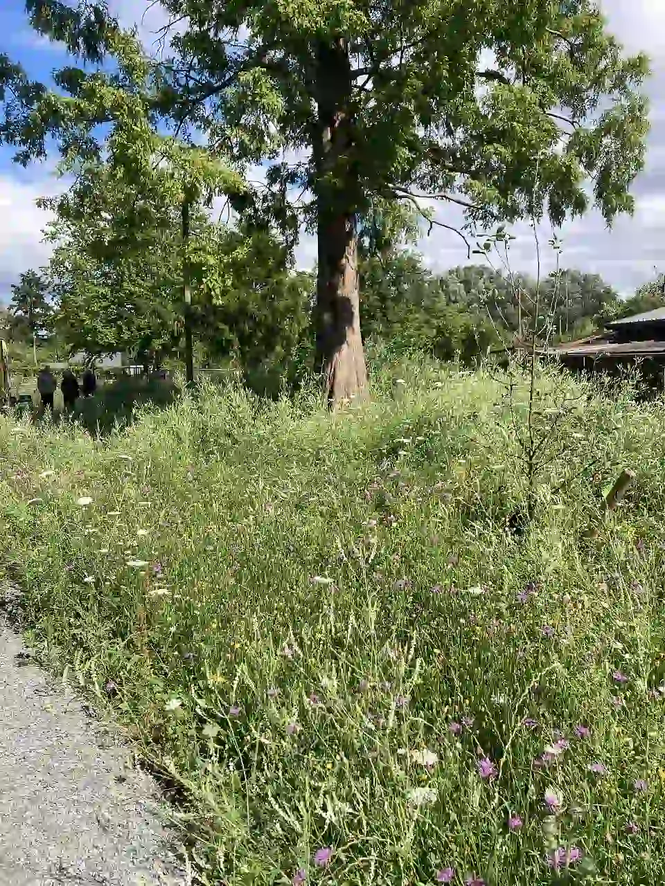 Der Wild- und Honigbienengarten in voller Bl&uuml;te