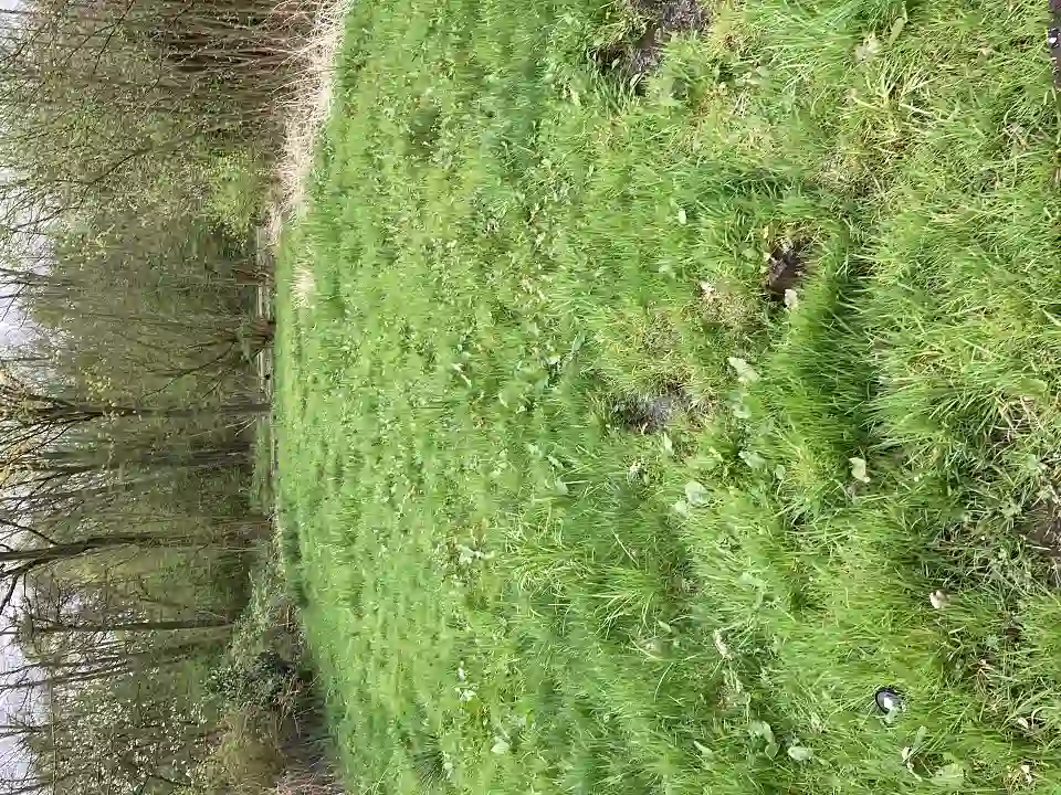 Parzelle Dornr&ouml;schenweg 29